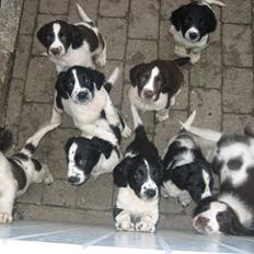 Engelsk springer spaniel Herkules