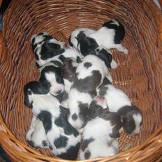 Engelsk springer spaniel Herkules