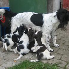 Engelsk springer spaniel Herkules