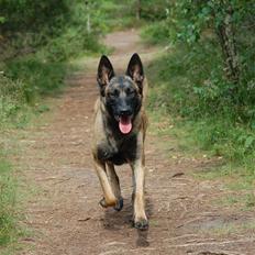 Malinois Honda van de Duretorre