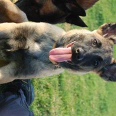 Malinois Honda van de Duretorre