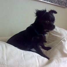 Chihuahua ¤*¨¨*¤.Nuckar.¤*¨¨*¤