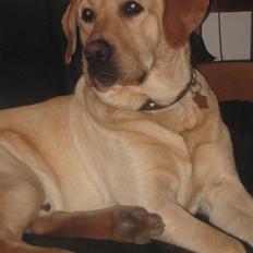 Labrador retriever Balu