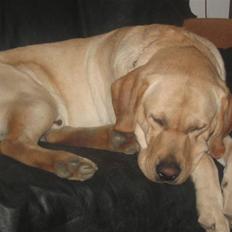 Labrador retriever Balu