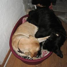 Labrador retriever Balu