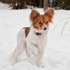 Papillon Emma