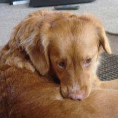 Nova scotia duck tolling retriever Sille