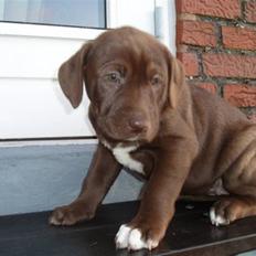 Blanding af racer Noma