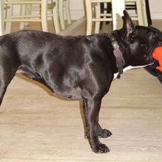 Boston terrier Bella