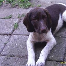 Gammel dansk hønsehund /Labrador    Laban