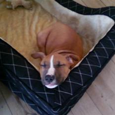 Amerikansk staffordshire terrier Zimba