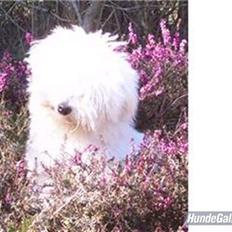 Coton de tulear Zeus