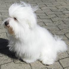 Coton de tulear Zeus