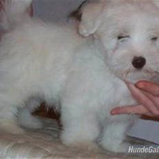 Coton de tulear Zeus