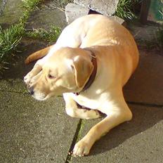 Labrador retriever Lizzi