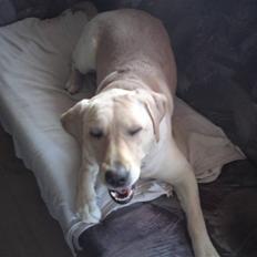 Labrador retriever Lizzi