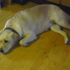 Labrador retriever Lizzi