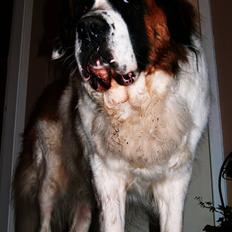 Sankt bernhardshund Bamse