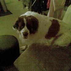 Sankt bernhardshund Bamse