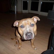 Amerikansk staffordshire terrier rocco