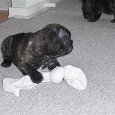 Fransk bulldog Gonzo (lancomes)