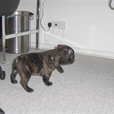 Fransk bulldog Gonzo (lancomes)