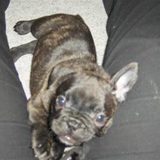 Fransk bulldog Gonzo (lancomes)