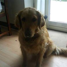 Golden retriever Chilli