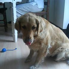 Golden retriever Chilli