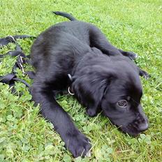Blanding af racer Molly *solgt*