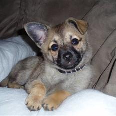 Blanding af racer Smilla