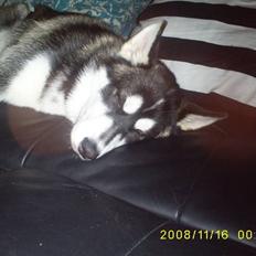 Siberian husky Jessie