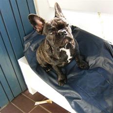 Fransk bulldog Bella