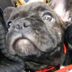 Fransk bulldog Bella