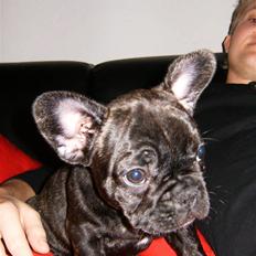 Fransk bulldog Bella