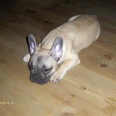 Fransk bulldog Elvis