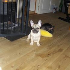 Fransk bulldog Elvis