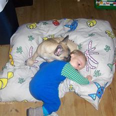 Fransk bulldog Elvis