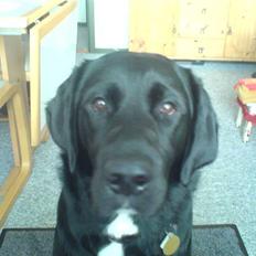 Blanding af racer Dumbo