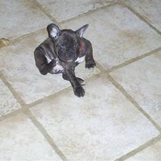 Fransk bulldog Betty