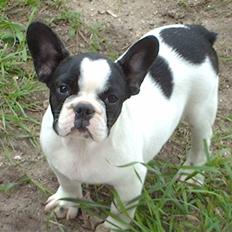 Fransk bulldog BOSSE