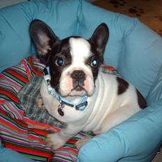 Fransk bulldog BOSSE