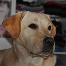 Labrador retriever Nova.
