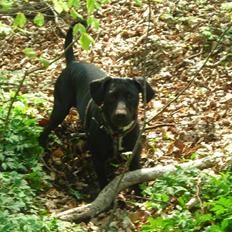 Blanding af racer Kashmir