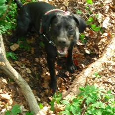 Blanding af racer Kashmir