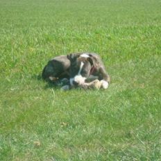 Amerikansk staffordshire terrier Nala