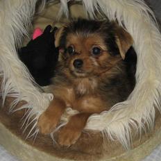 Blanding af racer Nuggie