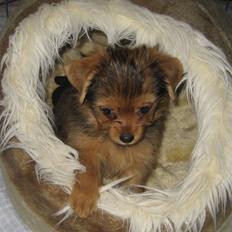 Blanding af racer Nuggie