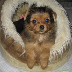 Blanding af racer Nuggie