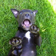 Staffordshire bull terrier Gerda